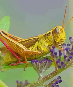 Grasshopper Insect Paint By Numbers