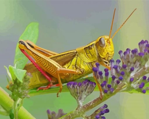 Grasshopper Insect Paint By Numbers