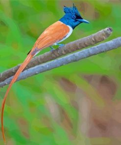 Indian Paradise Flycatcher Paint By Numbers