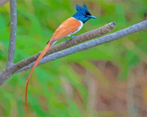 Indian Paradise Flycatcher Paint By Numbers