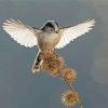 Long Tailed Tit In A Flight Paint By Numbers