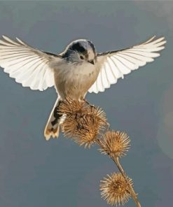 Long Tailed Tit In A Flight Paint By Numbers