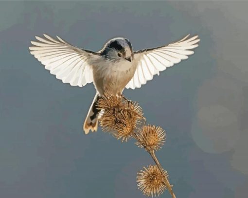 Long Tailed Tit In A Flight Paint By Numbers