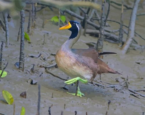 Masked Finfoot Bird Paint By Numbers