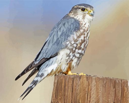 Merlin Bird Paint By Numbers