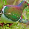 New Zealand Kereru Paint By Numbers