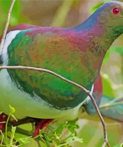 New Zealand Kereru Paint By Numbers