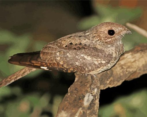 Nightjars On A Branch Paint By Numbers