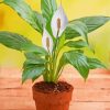 Peace Lily Plant Paint By Numbers