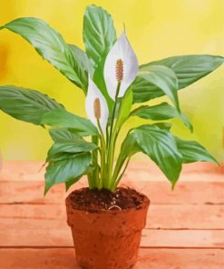 Peace Lily Plant Paint By Numbers