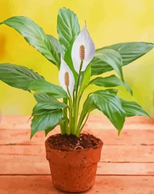 Peace Lily Plant Paint By Numbers