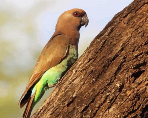 Red Bellied Parrot bird Paint By Numbers