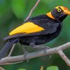 Regent Bowerbird Paint By Numbers