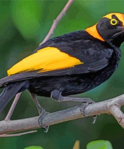 Regent Bowerbird Paint By Numbers