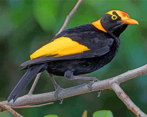 Regent Bowerbird Paint By Numbers