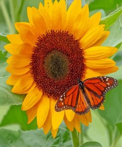 Sunflower Butterfly Paint By Numbers