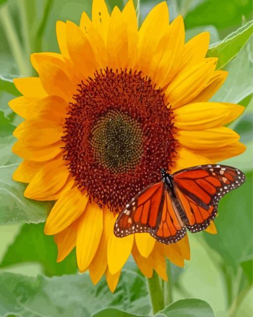 Sunflower Butterfly Paint By Numbers