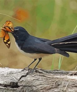 Willie Wagtail Eating Butterfly Paint By Numbers