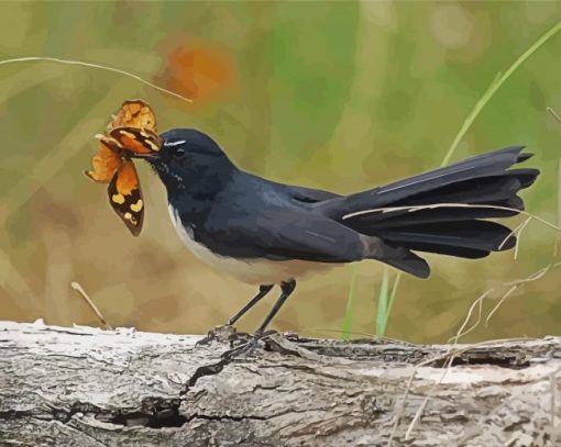 Willie Wagtail Eating Butterfly Paint By Numbers