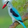 Woodland Kingfisher Paint By Numbers