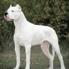 Aesthetic Dogo Argentino Paint By Numbers