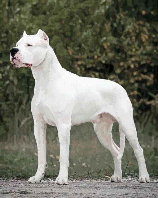 Aesthetic Dogo Argentino Paint By Numbers