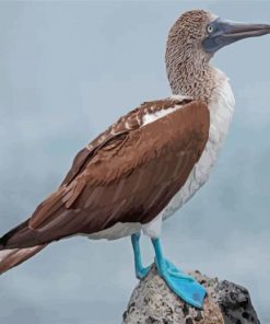 Blue Footed Boobie Bird Paint By Numbers