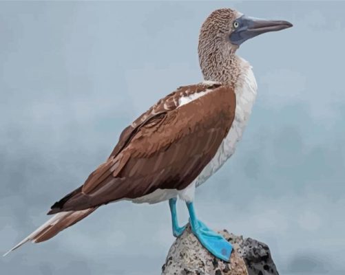 Blue Footed Boobie Bird Paint By Numbers