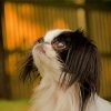 Close Up Japanese Chin Paint By Numbers