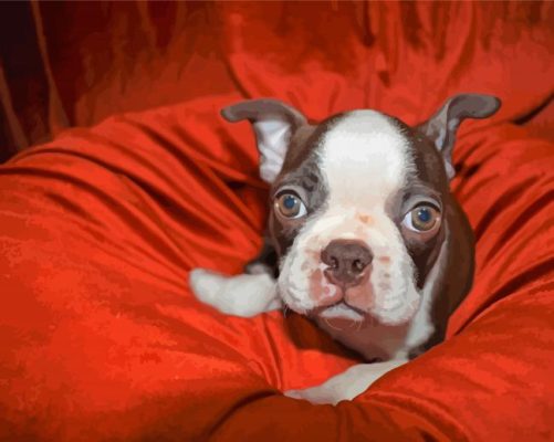 Cute Female Boston Terrier Paint By Numbers