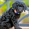 Cute Little Black Goldendoodle Paint By Numbers