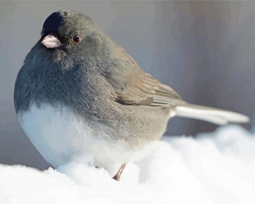 Grey And White Bird In Snow Paint By Numbers