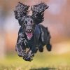 Happy Black Cocker Spaniel Paint By Numbers