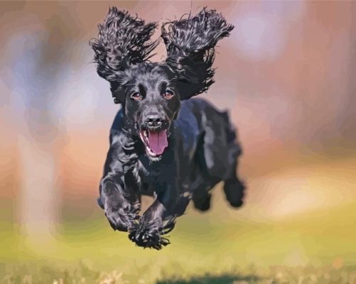 Happy Black Cocker Spaniel Paint By Numbers