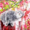 Lovely Cat And Flowers Paint By Numbers