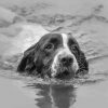 Monochrome Dog Swimming Paint By Numbers