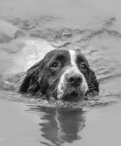 Monochrome Dog Swimming Paint By Numbers