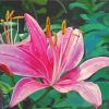 Pink Lily With Water Drops Paint By Numbers