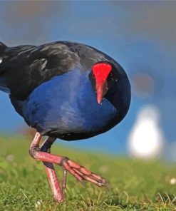 Pukeko Bird Paint By Numbers