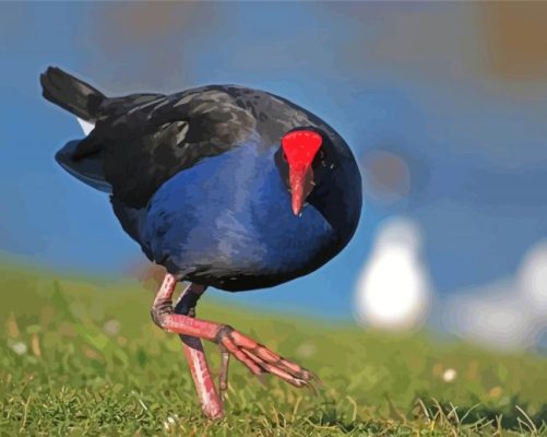 Pukeko Bird Paint By Numbers