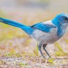 Scrub Jays Paint By Numbers