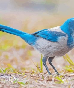 Scrub Jays Paint By Numbers