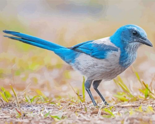 Scrub Jays Paint By Numbers