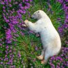 Sleeping Bear In Flowers Field Paint By Numbers