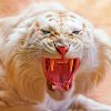 White Saber Tooth Tiger Paint By Numbers