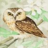 AJ Casson Owl Paint By Numbers