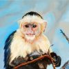 Baby Capuchin Monkey Paint By Numbers