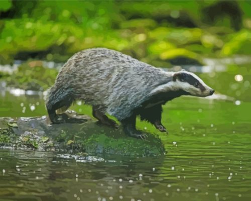 Badger Animal By Water Paint By Numbers