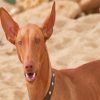 Beige Pharaoh Hound Paint By Numbers