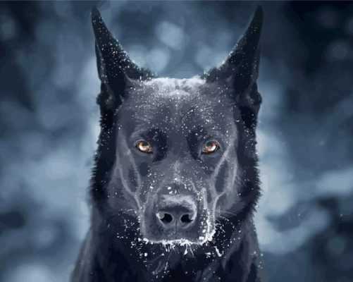 Black German Shepherd In Snow Paint By Numbers